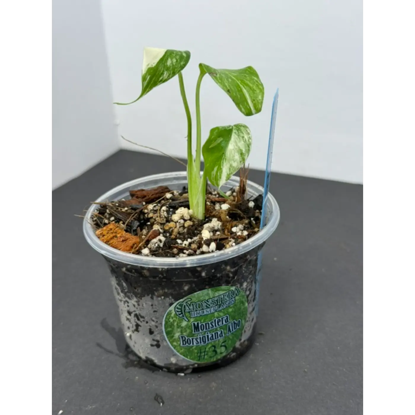 Monstera Borsigiana Albo #35
