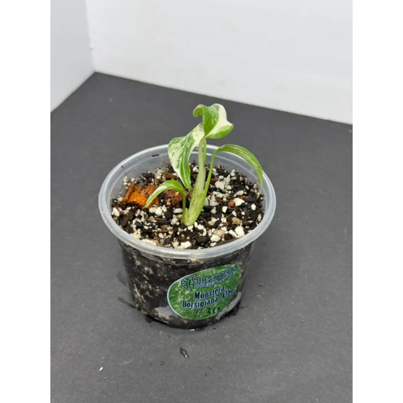 Monstera Borsigiana Albo #36