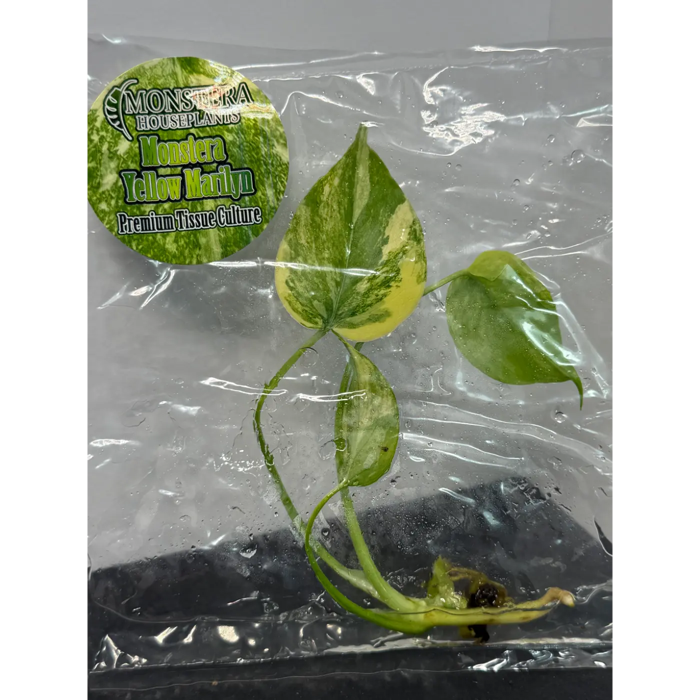 Monstera Yellow Marilyn Tissue Culture - Rare Stable Variegated Plantlet