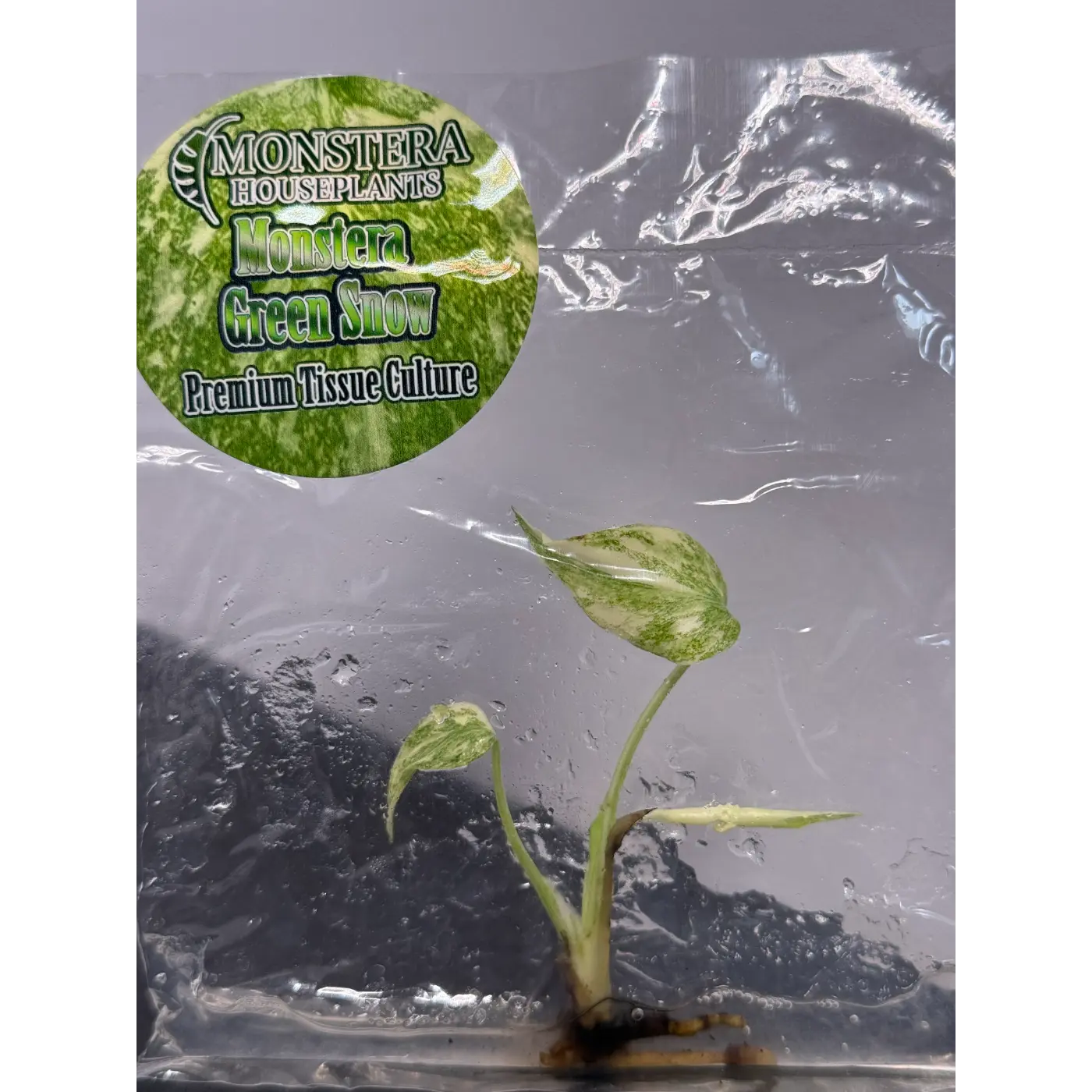 Monstera Green Snow Tissue Culture - Rare Stable Variegated Plantlet