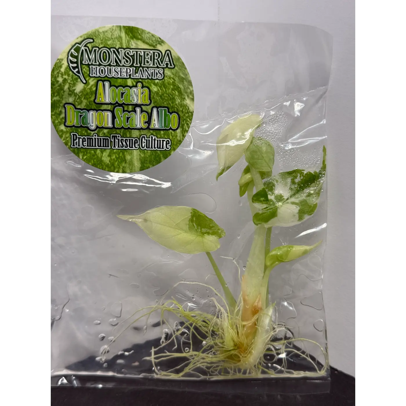 Alocasia Dragon Scale Albo Tissue Culture - Rare Stable Variegated Plantlet