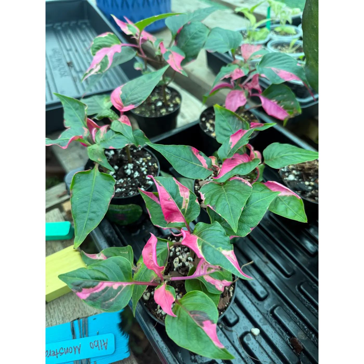 Alteranthera ficoidea 21 (Partytime)