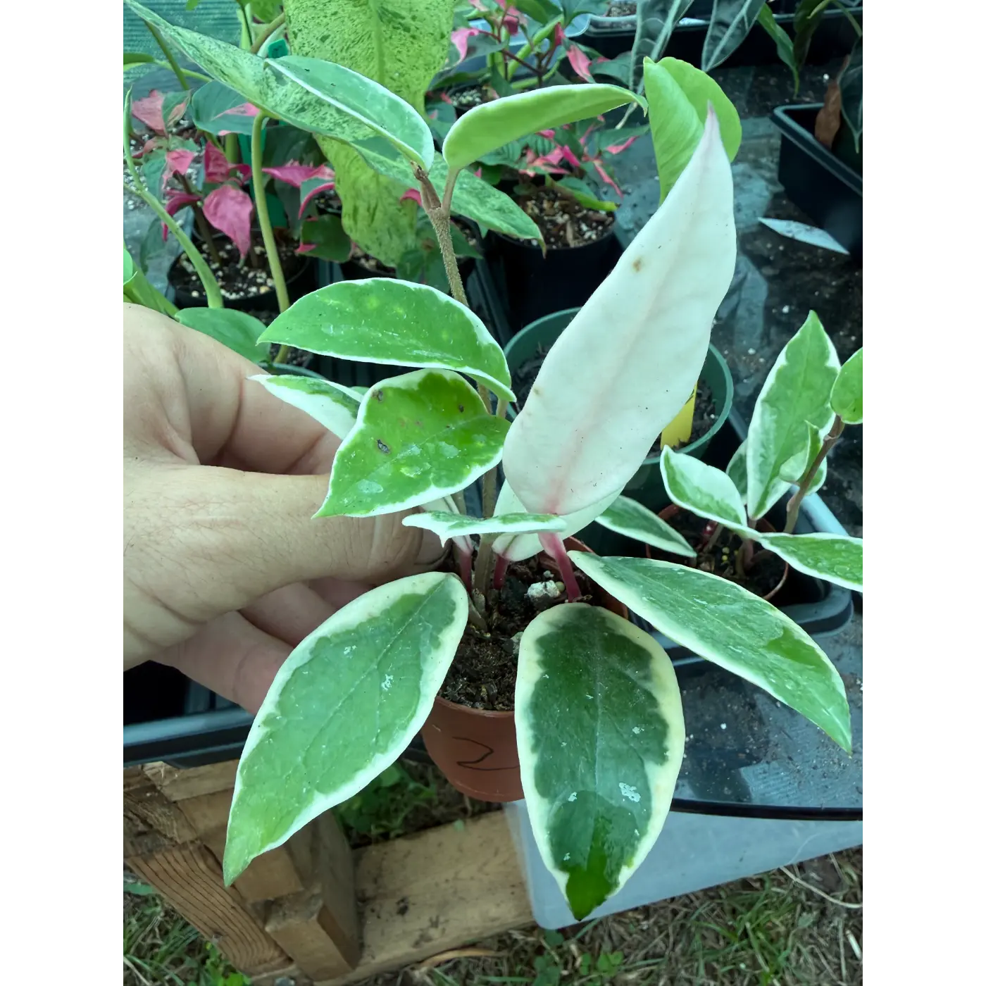 hoya krimson queen 2
