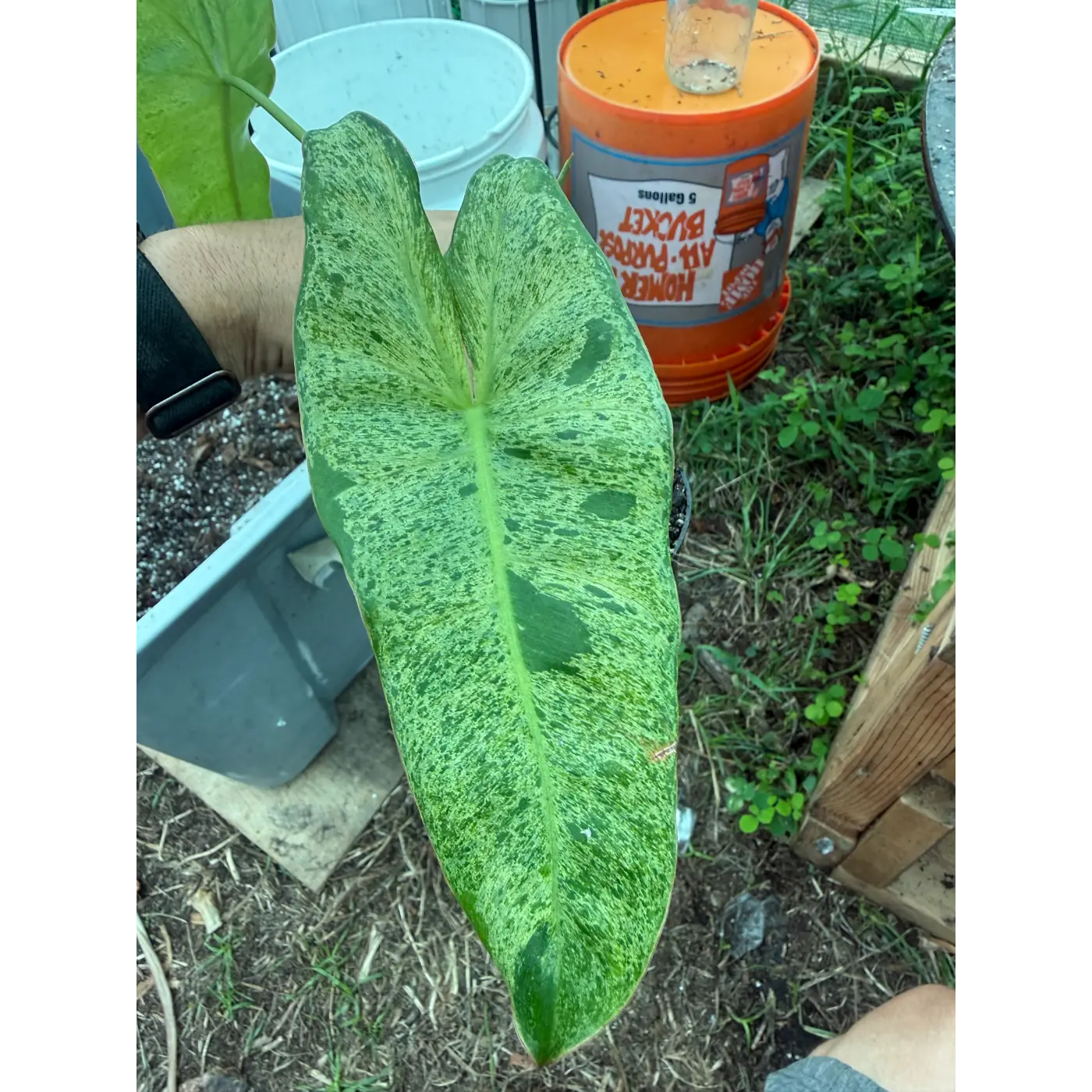 philodendron parasio verde 1