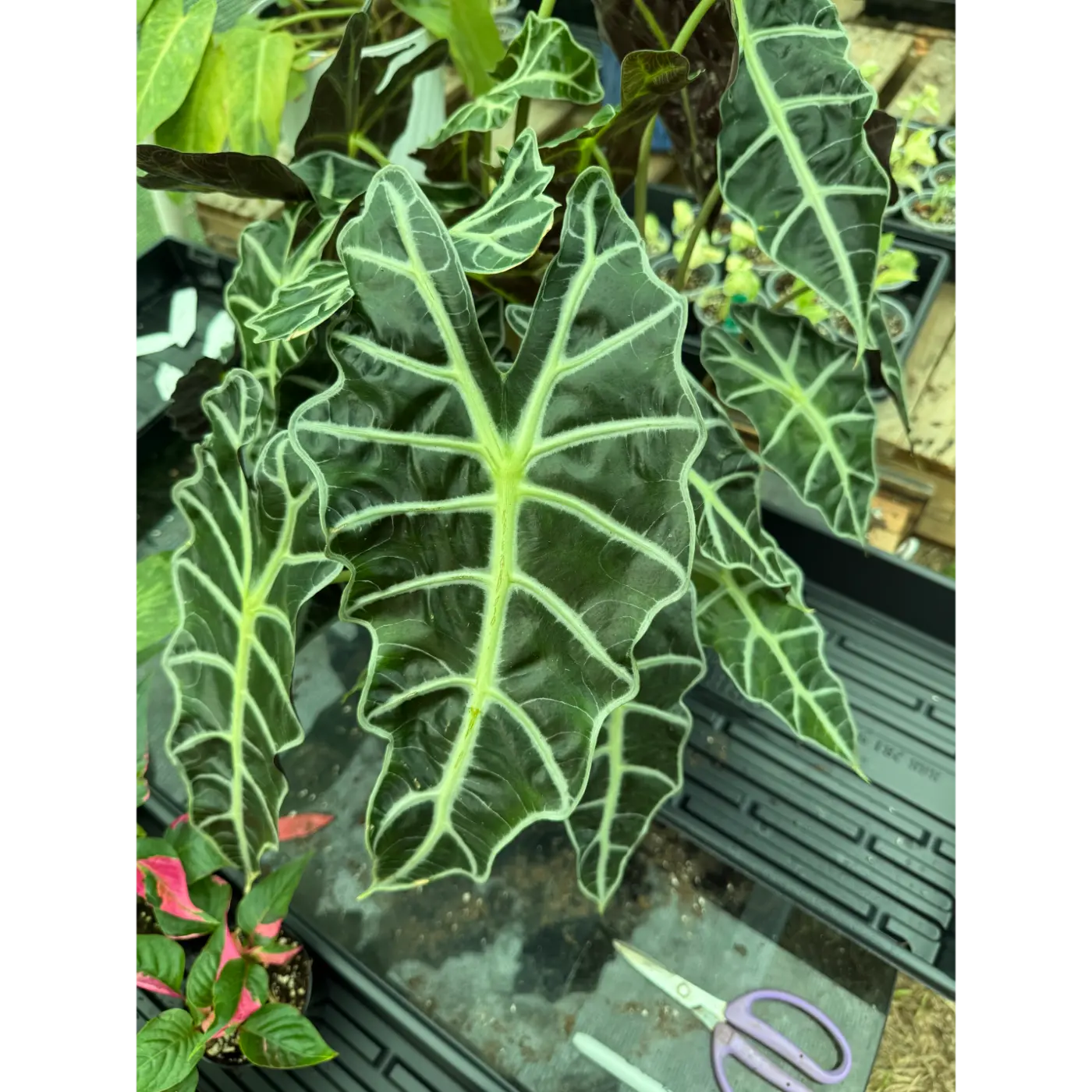 alocasia Polly 2