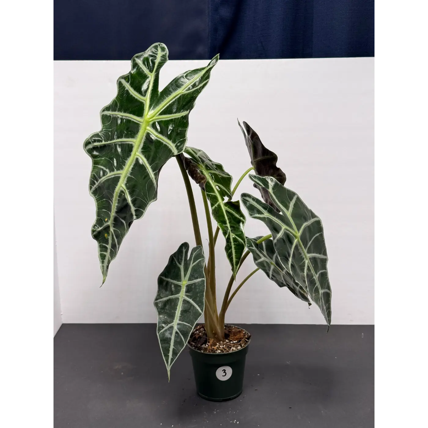 Alocasia Polly 3 (Alocasia × amazonica 'Polly') in a 3-inch pot