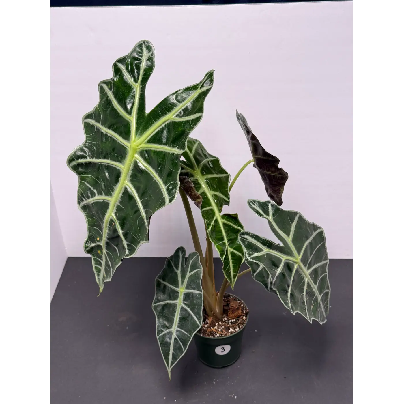 Alocasia Polly 3 (Alocasia × amazonica 'Polly') in a 3-inch pot