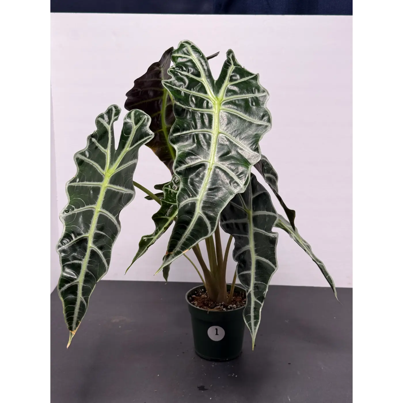 Alocasia Polly 1 (Alocasia × amazonica 'Polly') in a 3-inch pot