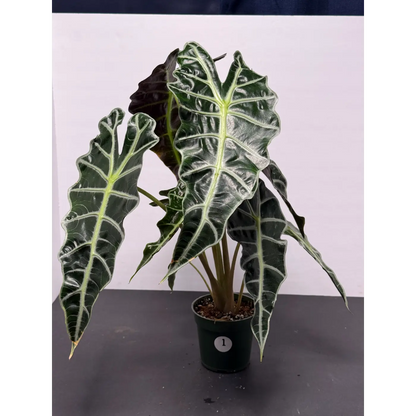 Alocasia Polly 1 (Alocasia × amazonica 'Polly') in a 3-inch pot