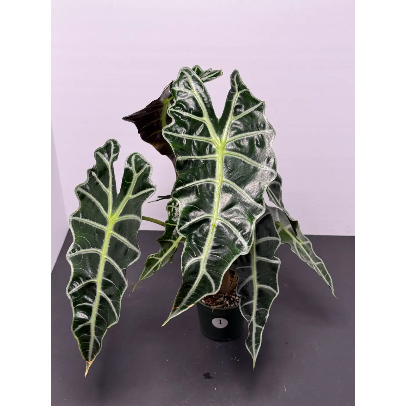 Alocasia Polly 1 (Alocasia × amazonica 'Polly') in a 3-inch pot