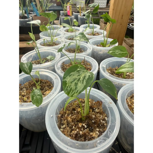 Small Monstera Bulbasaur Plant in a 3 Inch Pot