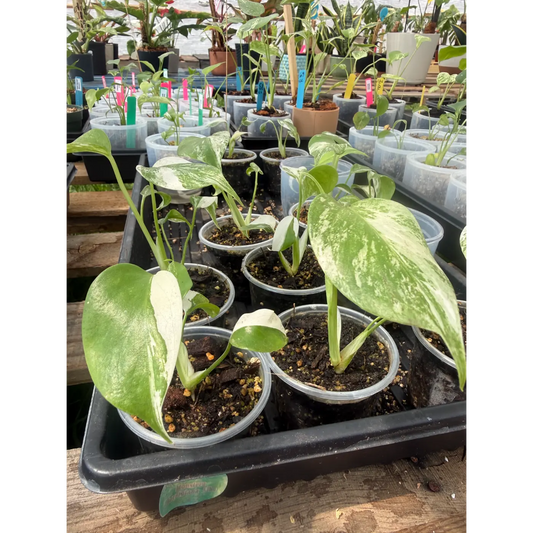 Small Monstera Albo in a 3 Inch Pot | Live Variegated Starter Plant