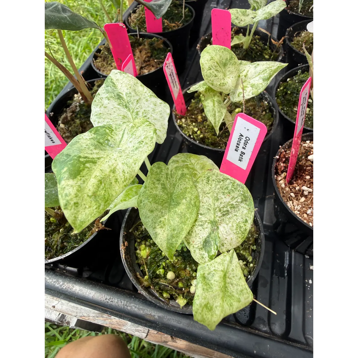 Small Alocasia Odora Batik in a 3 Inch Pot
