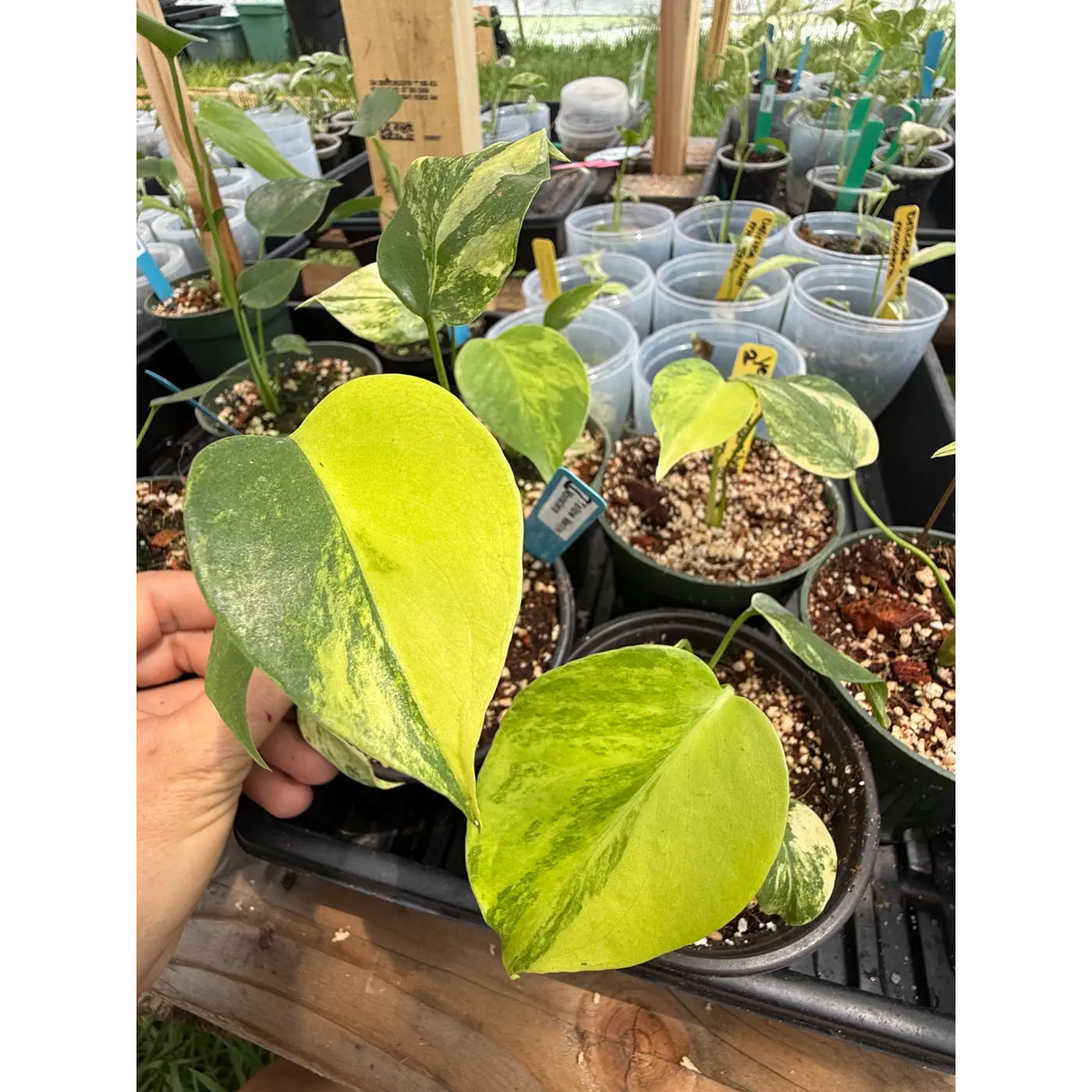 Small Monstera Yellow Marilyn in a 3in Pot | St. Pete Grown
