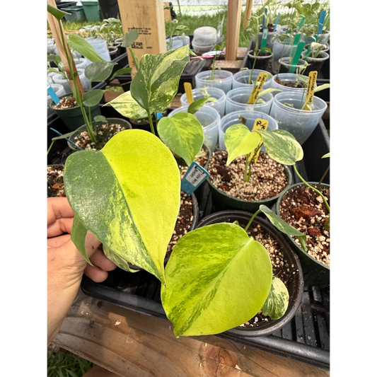 Small Monstera Yellow Marilyn in a 3in Pot | St. Pete Grown