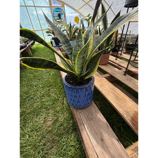 Medium Snake Plant in Blue Ceramic Pot | Live Houseplant