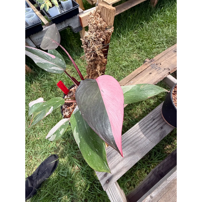 (High Pink) Philodendron Pink Princess Rooted on a Moss Pole | St. Pete Grown
