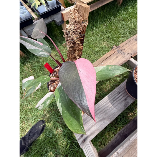(High Pink) Philodendron Pink Princess Rooted on a Moss Pole | St. Pete Grown