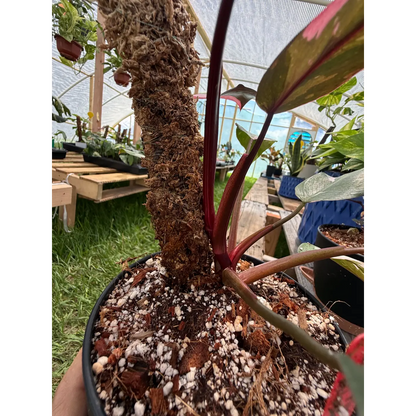 (High Pink) Philodendron Pink Princess Rooted on a Moss Pole | St. Pete Grown