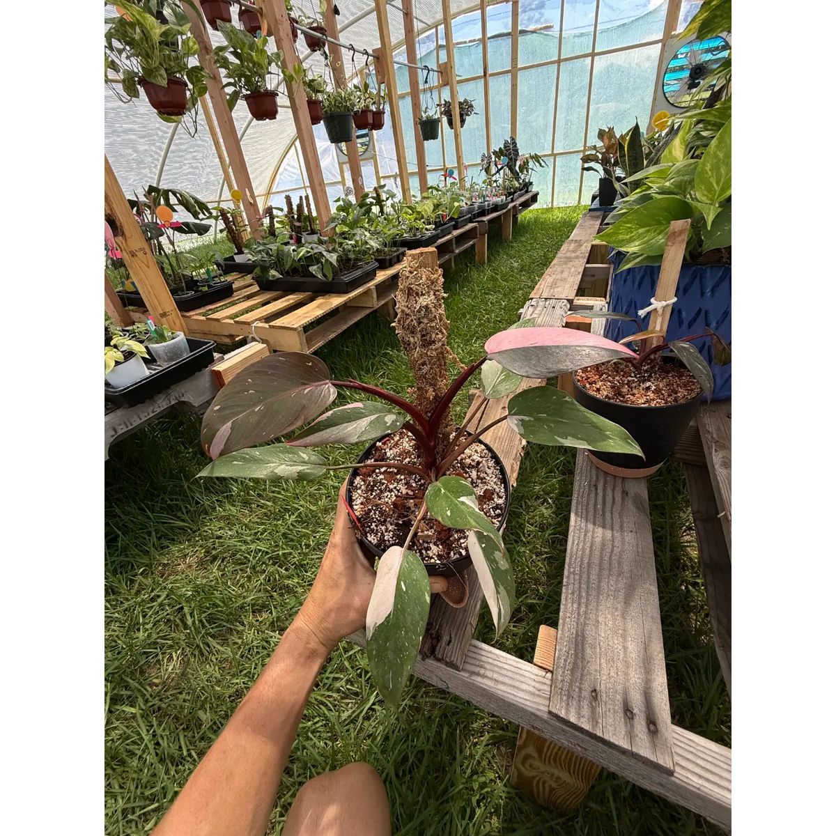 (High Pink) Philodendron Pink Princess Rooted on a Moss Pole | St. Pete Grown