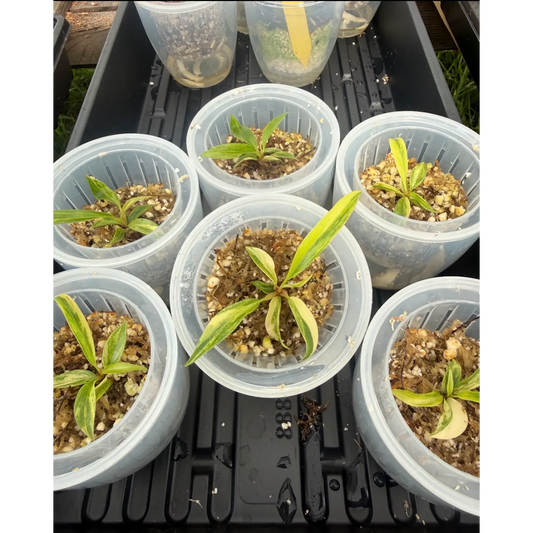 Small Philodendron Caramel Marble in a 3in Pot | St. Pete Grown