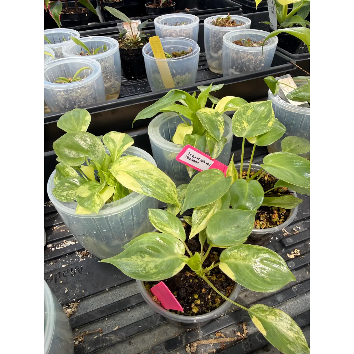 Small Philodendron Variegated Burle Marx in a 3in Pot | St. Pete Grown