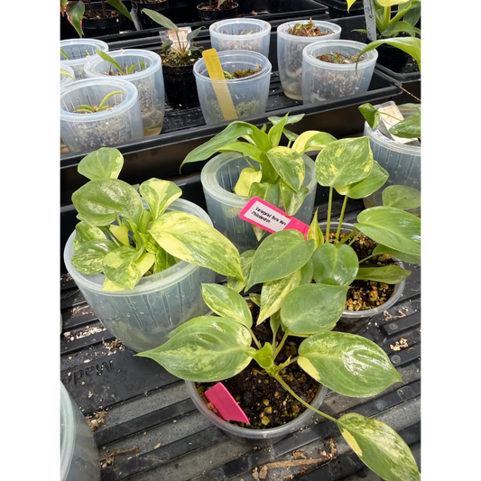Small Philodendron Variegated Burle Marx in a 3in Pot | St. Pete Grown