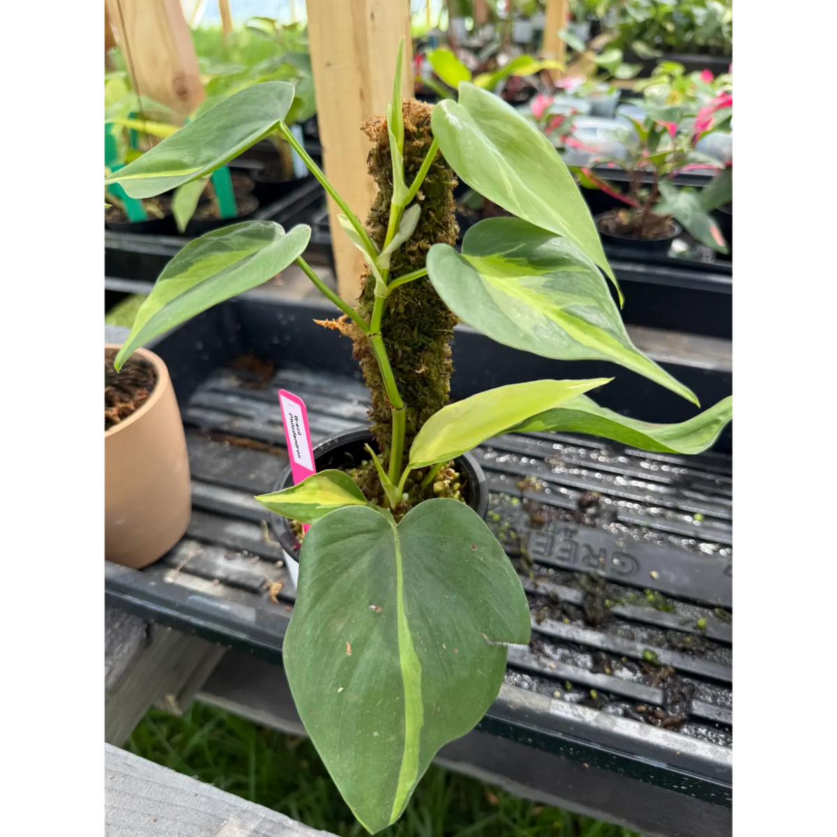 Small Philodendron Brazil Rooted Into a Moss Pole in a 3in Pot | St. Pete Grown