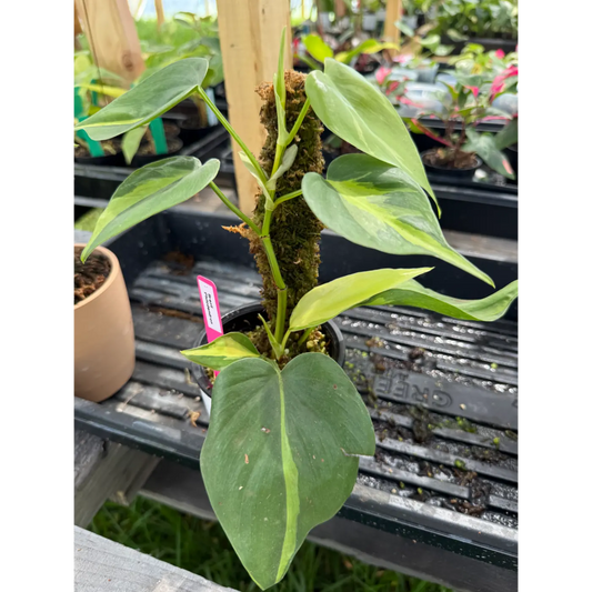 Small Philodendron Brazil Rooted Into a Moss Pole in a 3in Pot | St. Pete Grown