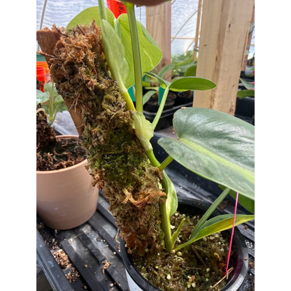 Small Philodendron Brazil Rooted Into a Moss Pole in a 3in Pot | St. Pete Grown
