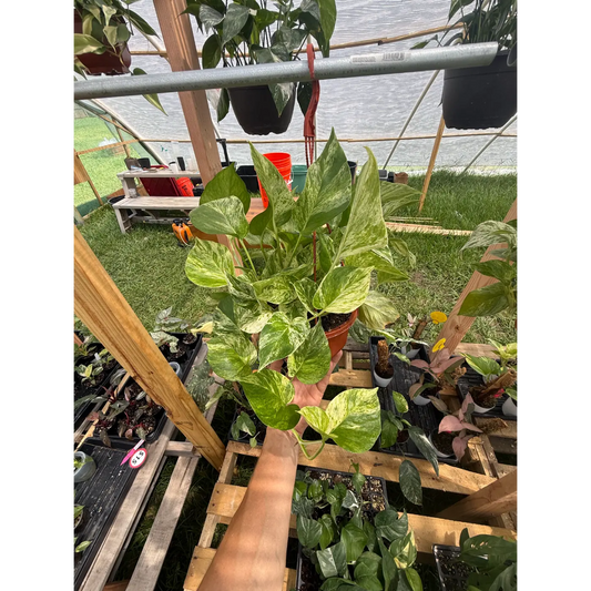 Marble Queen Pothos in a Hanging Basket | Grown in St. Petersburg, FL
