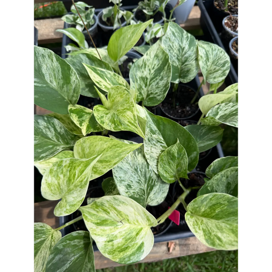Small Marble Queen Pothos in a 3in Pot
