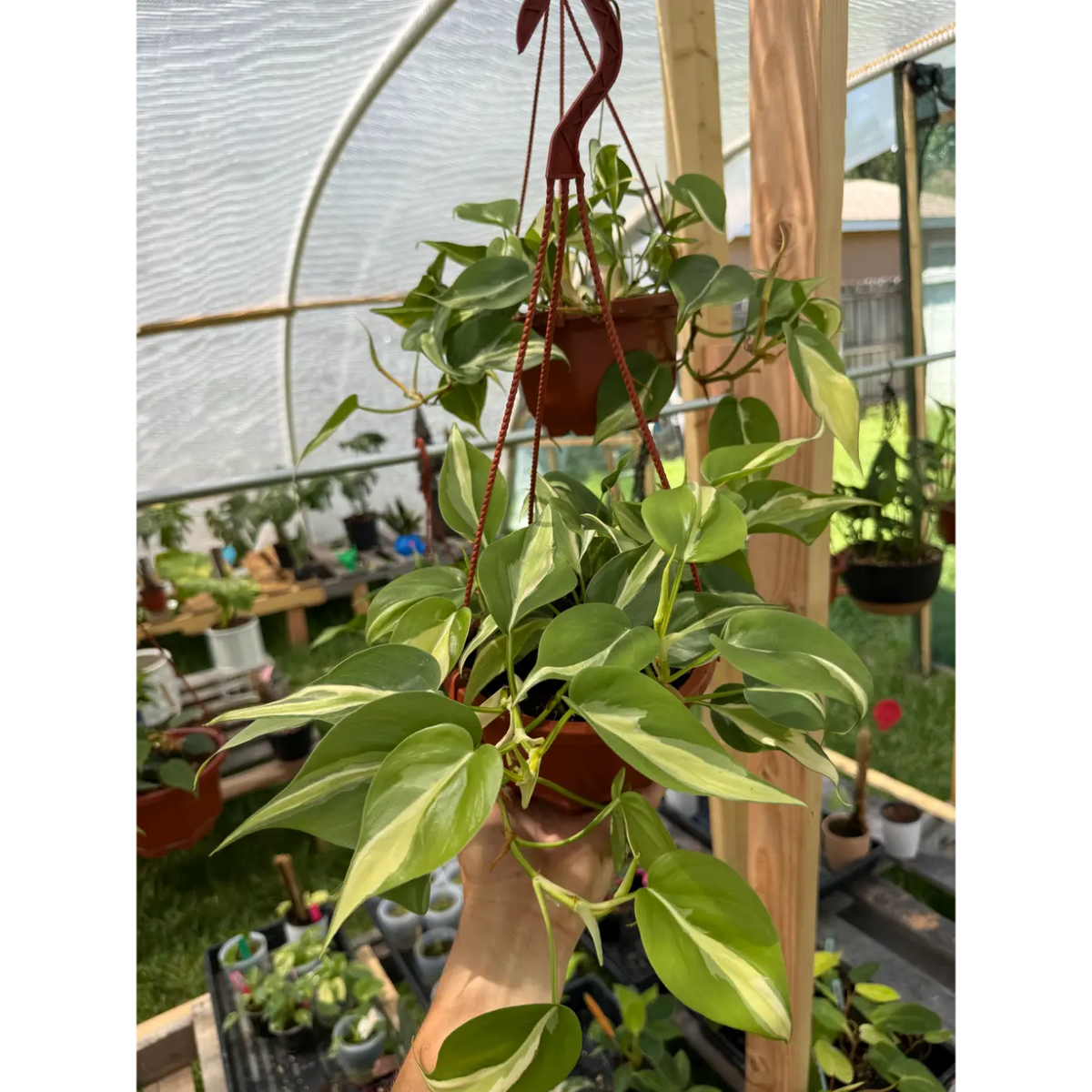 Philodendron Silver Stripe in a Hanging Basket | St. Pete Grown