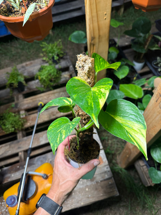 Golden Pothos grown into a moss pole in a 3 Inch Pot