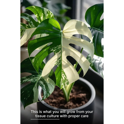 Monstera Borsigiana Albo Tissue Culture Tissue Culture - Rare Stable Variegated Plantlet