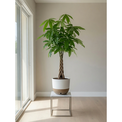 Money Tree Large