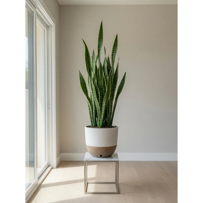 Green Snake Plant Large