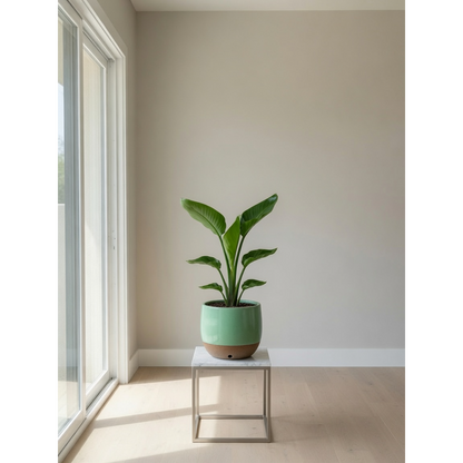 Bird of Paradise Small