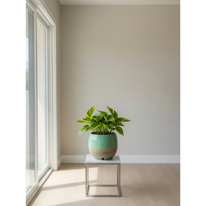 Golden Pothos Small