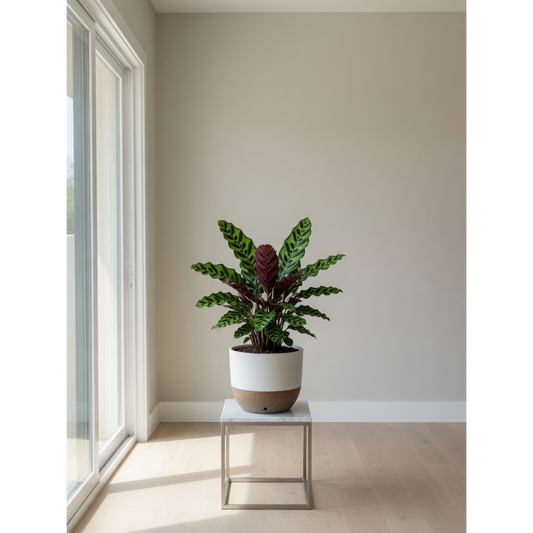 Rattlesnake Calathea Medium