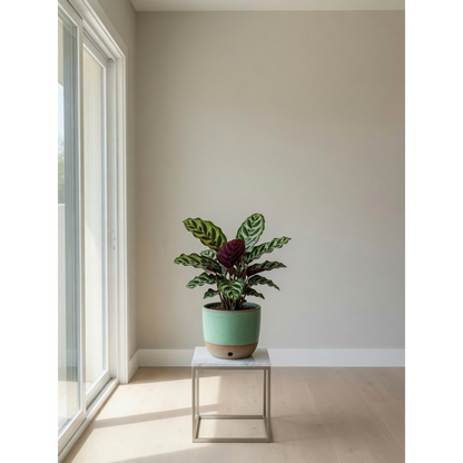 Rattlesnake Calathea Small