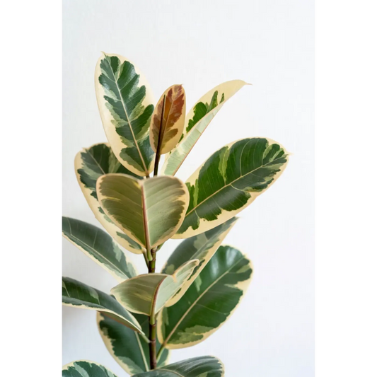 Ficus Ruby Medium