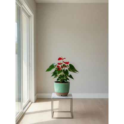 Schefflera Small