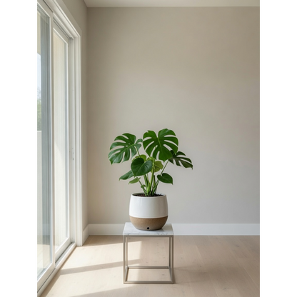 Monstera Deliciosa Small