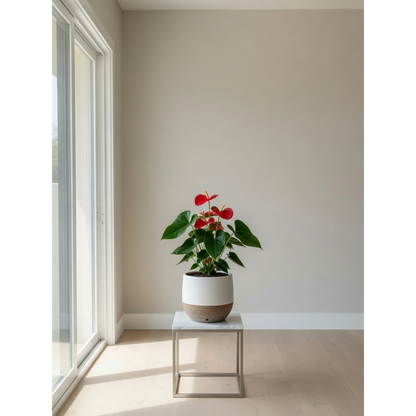 Schefflera Small