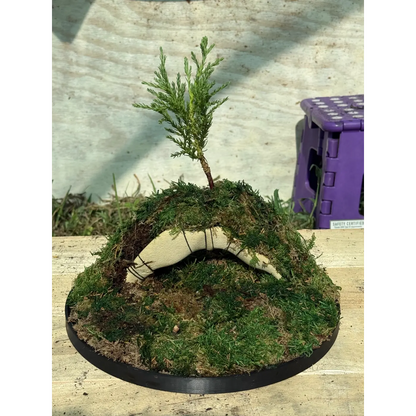 3.5 Year Old Giant Sequoia Redwood Bonsai Tree on Archway with Lush Moss - Rare Indoor Houseplant