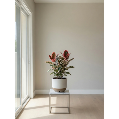 Ficus Ruby Medium