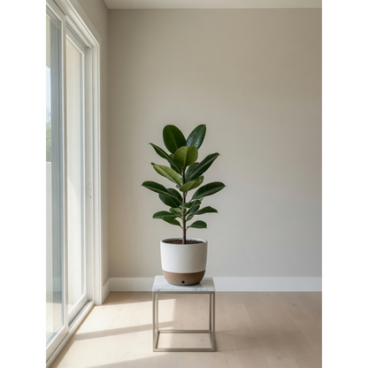 Rubber Tree Medium