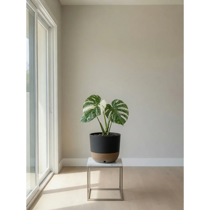 Monstera Thai Constellation in Premium Self-Watering Pot - Rare Variegated Houseplant Small