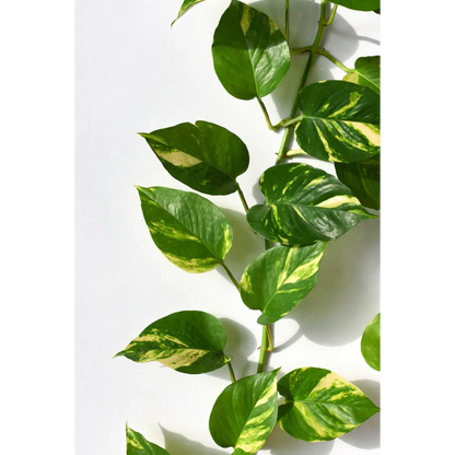 Golden Pothos Medium